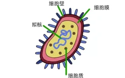 原核细胞图片及结构