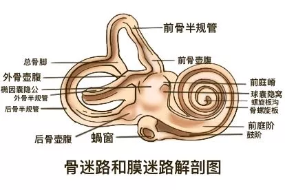 骨迷路和膜迷路解剖图