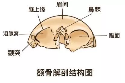 额骨解剖结构图