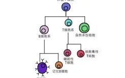 淋巴细胞系统形态图