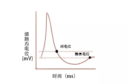 神经细胞电位图