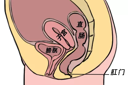 膀胱子宫肛门图