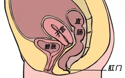 膀胱子宫肛门图