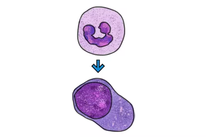 杆状核粒细胞图片