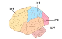 脑叶解剖图
