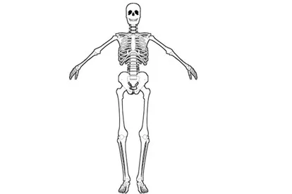 生物骨骼结构图