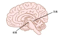 脑干被盖顶盖结构图