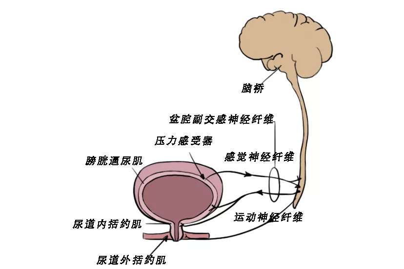 膀胱神经支配图