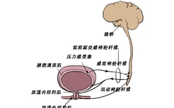 膀胱神经支配示意图