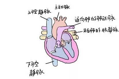 心脏供血原理图