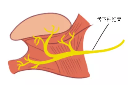 舌下神经管解剖图