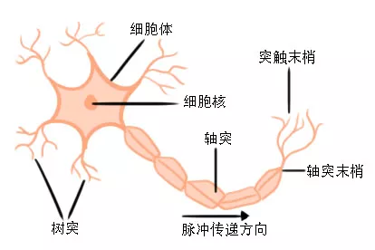 脊髓神经细胞图