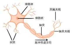脊髓神经细胞结构图