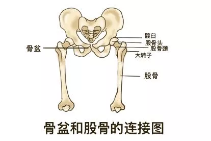 骨盆和股骨的连接图