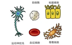 人体细胞图片及名称