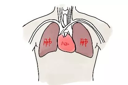 心与肺的关系图