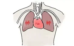心与肺的关系示意图