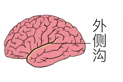 外侧沟的位置图