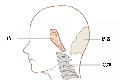 后脑勺下面部位图
