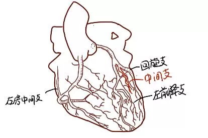 心脏中间支的位置图