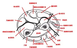 骨筋膜室的解剖图片