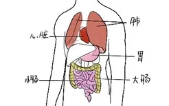 人体正面器官分布图及作用