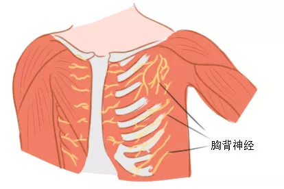 胸背神经解剖图