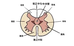 脊髓中央管解剖图