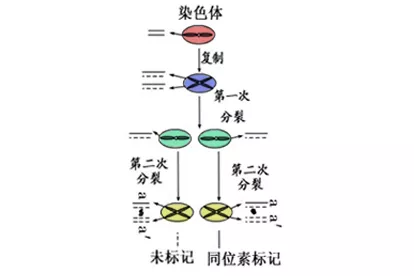 细胞分裂标记图