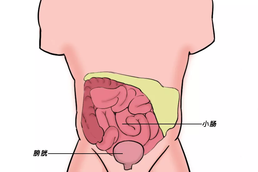 膀胱和小肠位置图