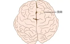 脑沟脑回解剖图