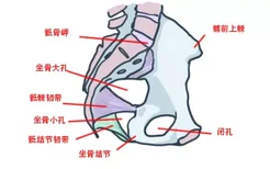 坐骨小孔位置图