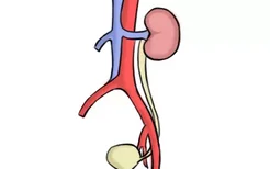 输尿管跨越髂血管处位置图