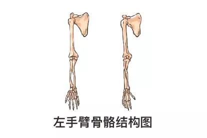 左手臂骨骼结构图