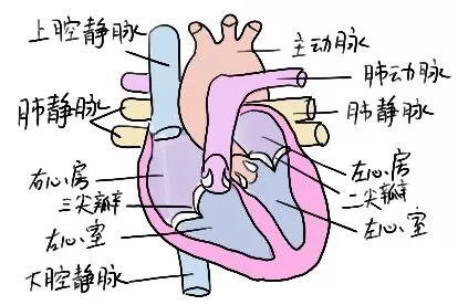 心腔结构示意图