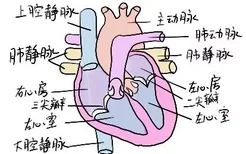 心腔结构示意图