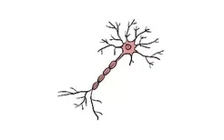 脑突触神经元图片