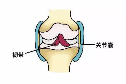 关节囊和韧带的区别图片