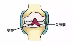 关节囊和韧带的区别图片