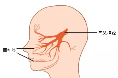 三叉神经和面神经解剖图