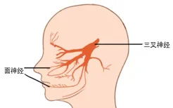 三叉神经和面神经解剖图