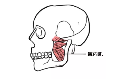 翼内肌图片