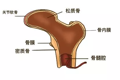 骨内膜图片