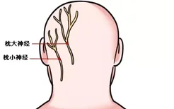 枕大神经枕小神经解剖图