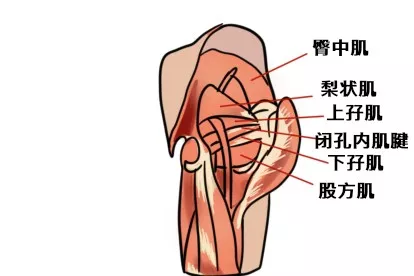 臀部反射区图