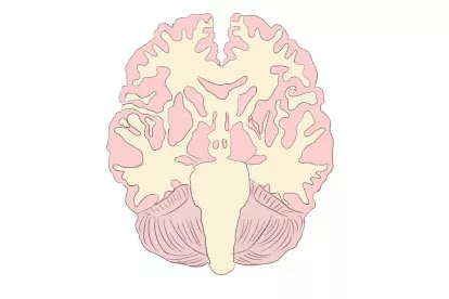 大脑冠状面解剖图