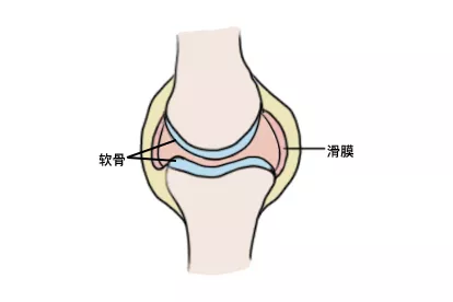 滑膜和软骨的图片