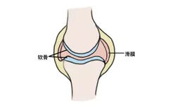 滑膜和软骨的图片与位置