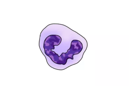 中性粒细胞图