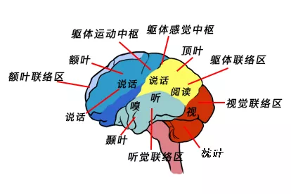 大脑语言功能区图